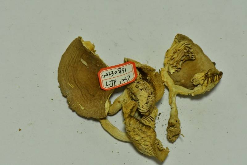 近桂黄红菇