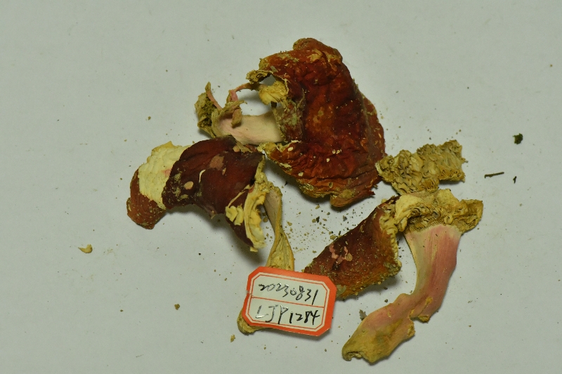 鳞盖红菇