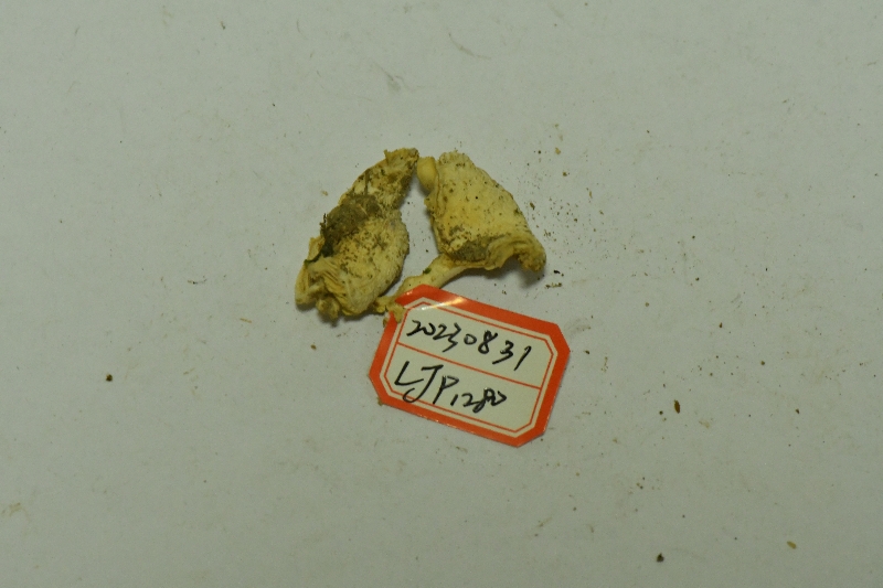 壳状红菇