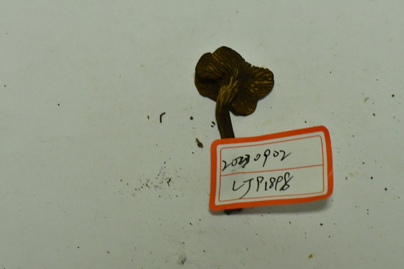 锈红褶孔牛肝菌