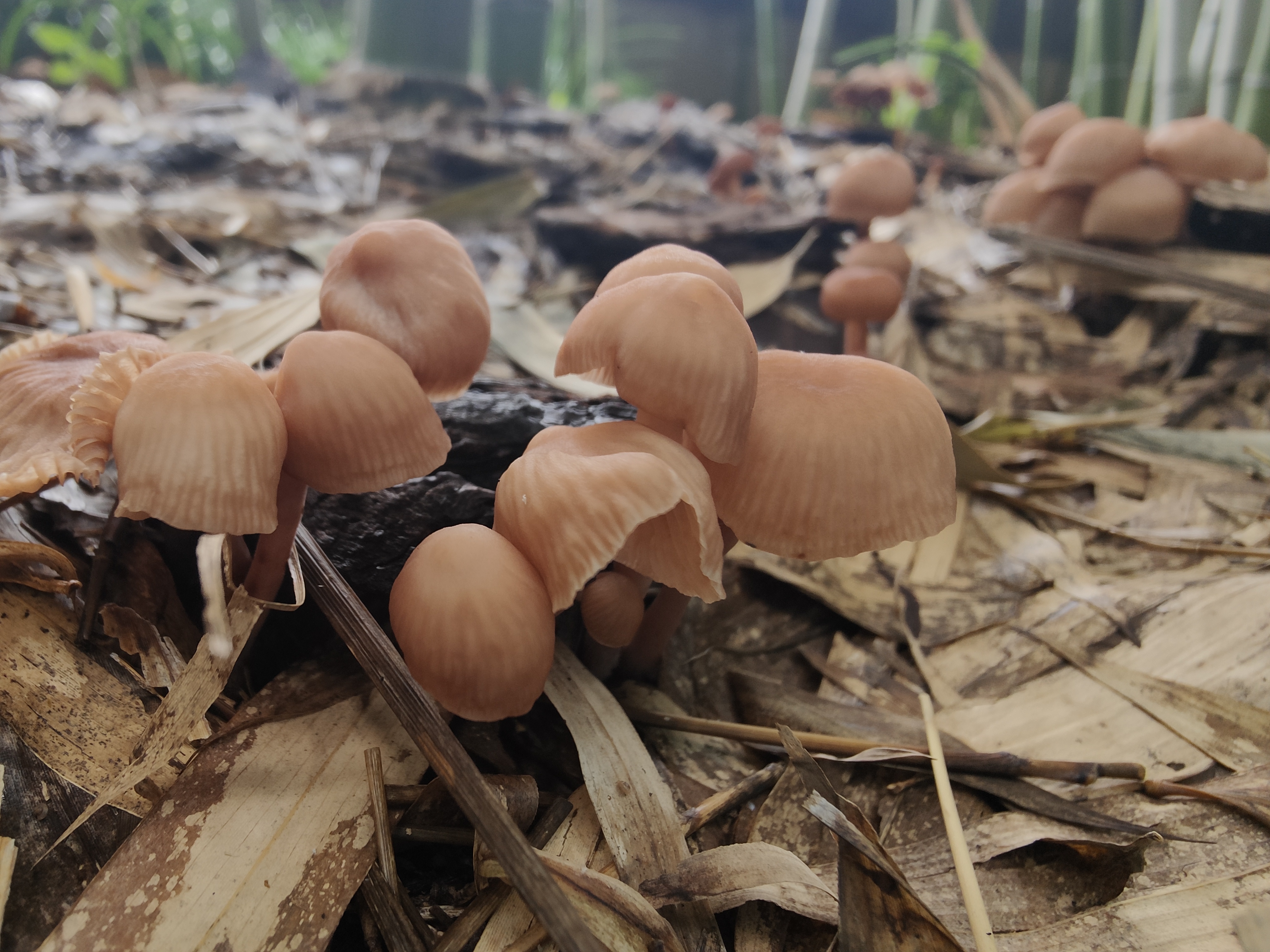 Gymnopus variicolor