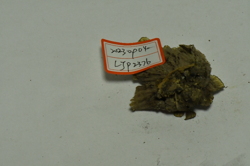 华南革菌