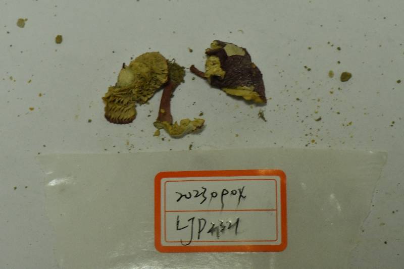 紫疣红菇