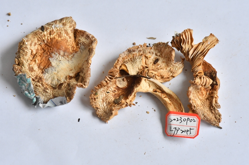 Russula sp.