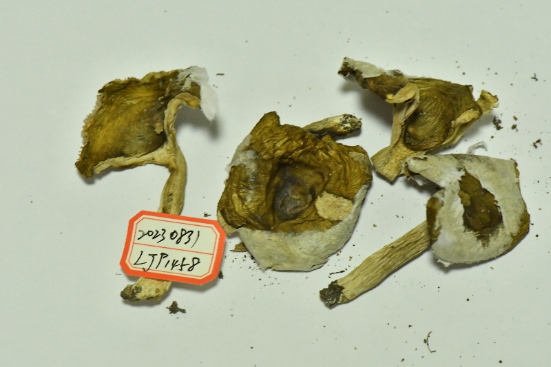 Russula sp.