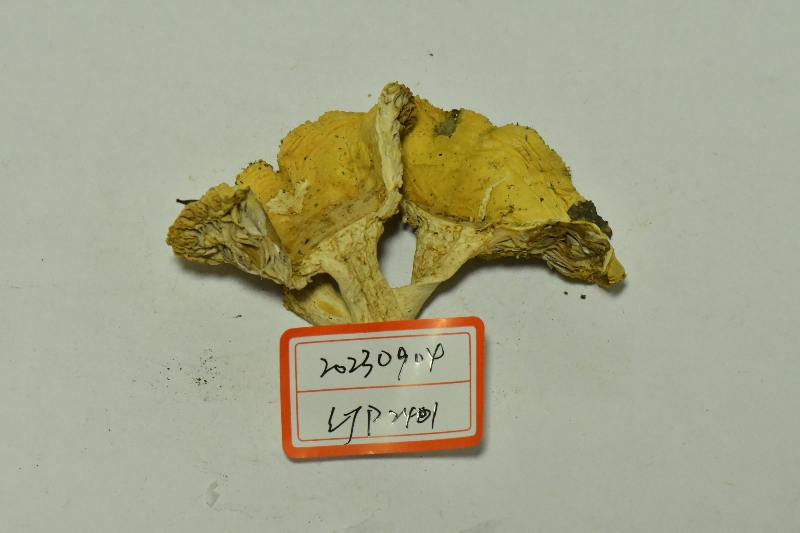 鳞盖红菇
