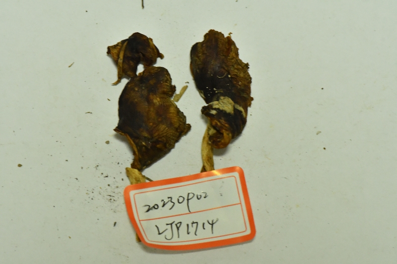 近黑紫红菇
