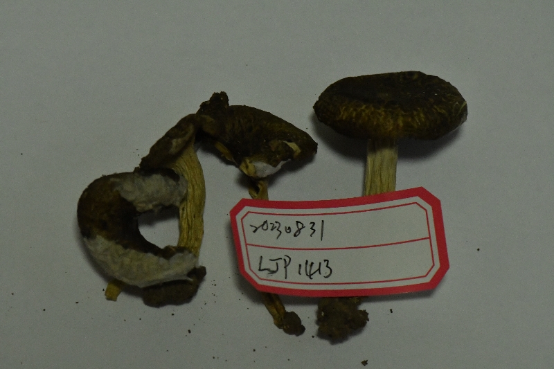 Russula sp.