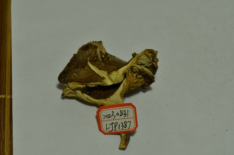 近桂黄红菇