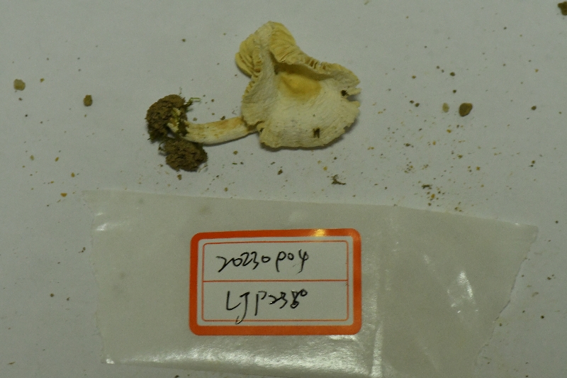 红菇亚属新种