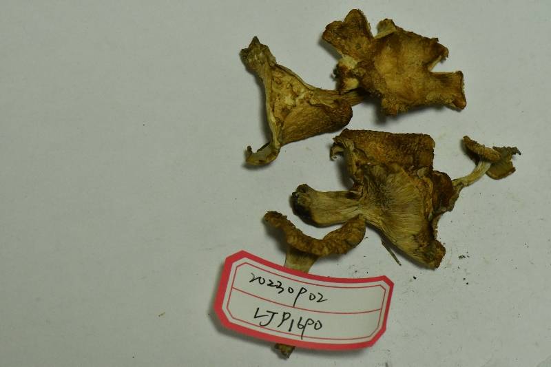 Russula sp.