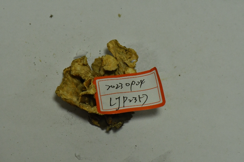 橙黄革菌