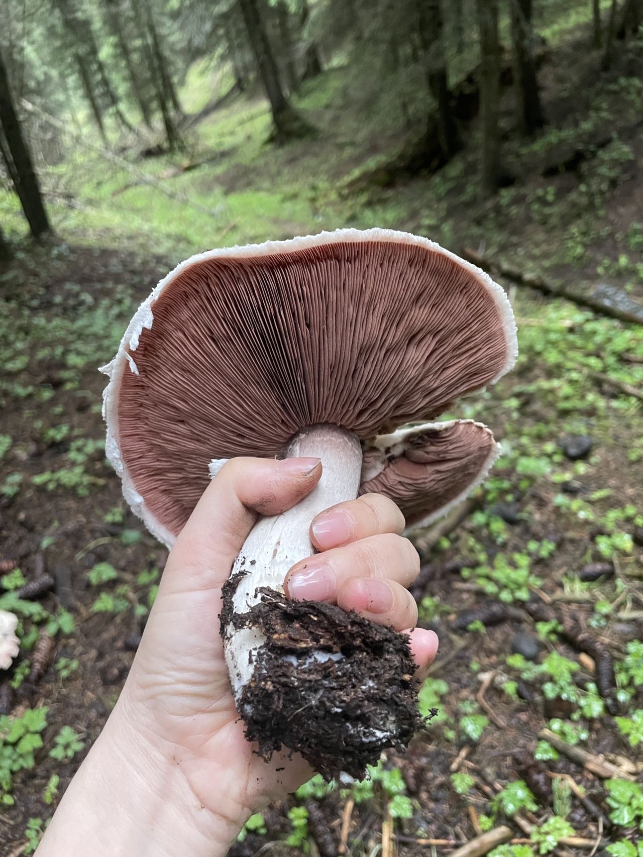 双生蘑菇