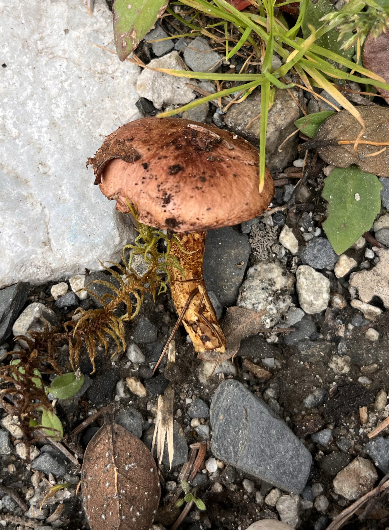 高山乳牛肝菌