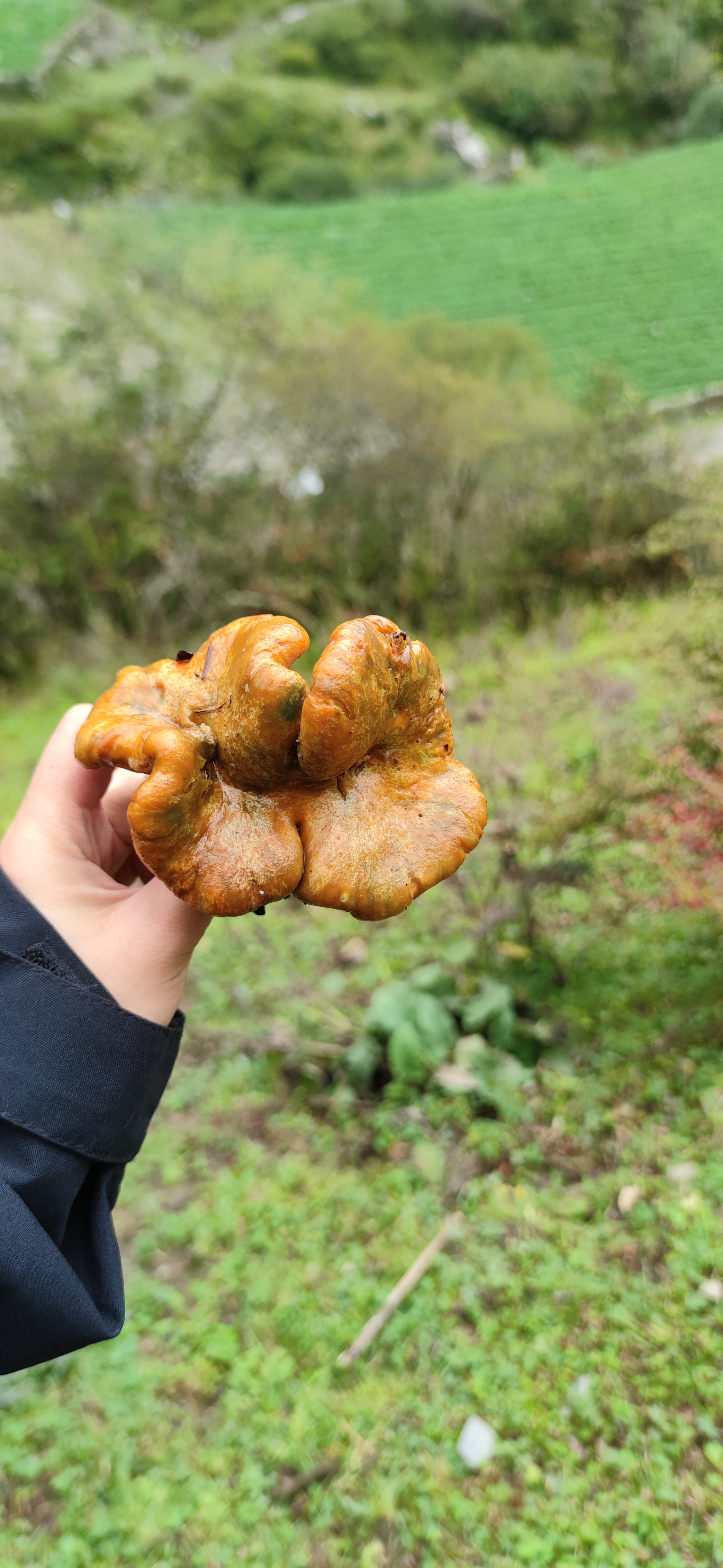 标本照片