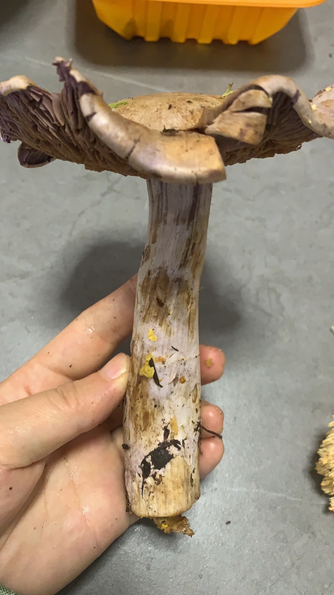长囊丝膜菌
