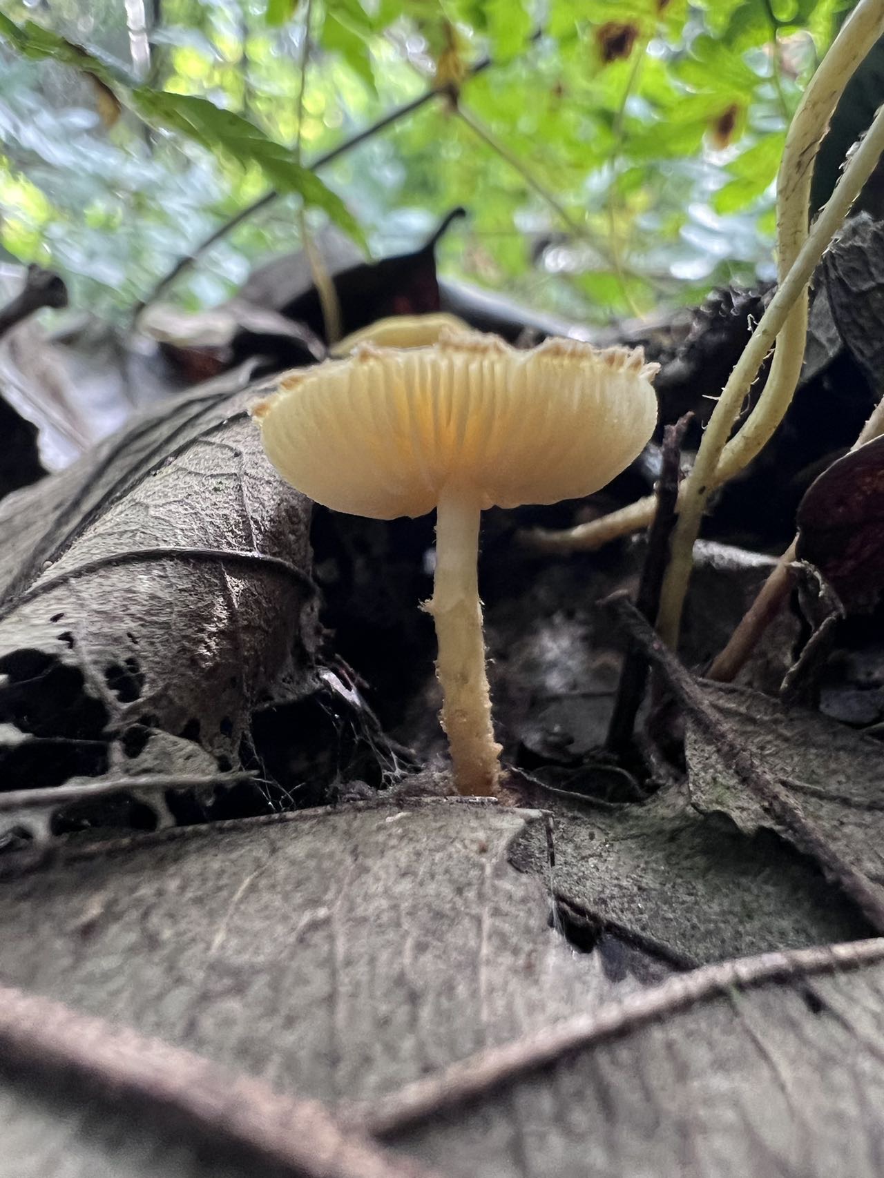 锐棘秃马勃