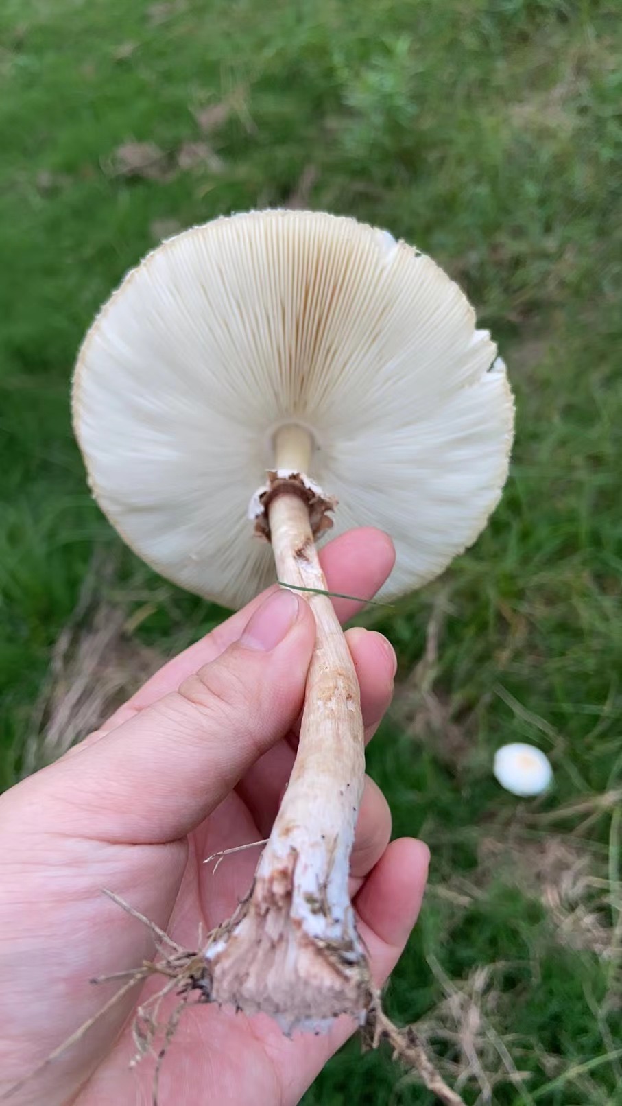 青褶伞