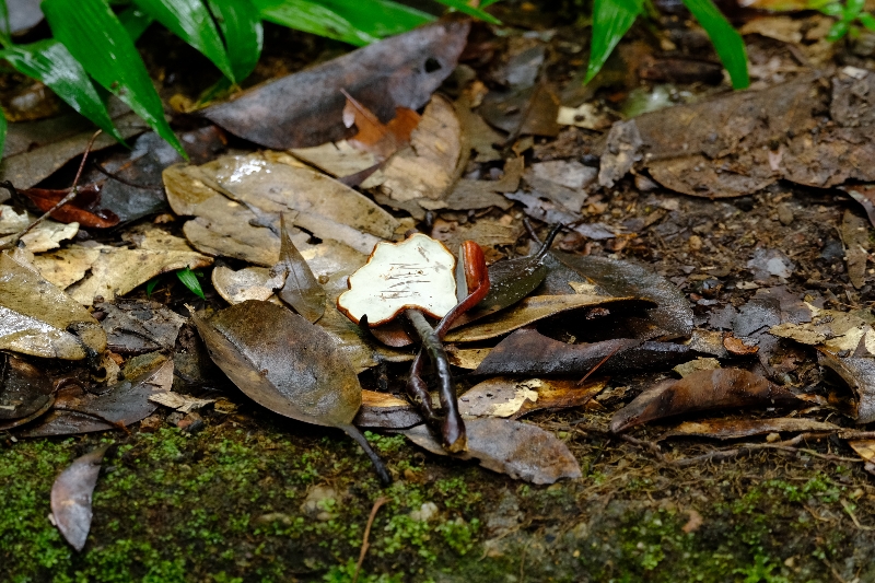 标本照片