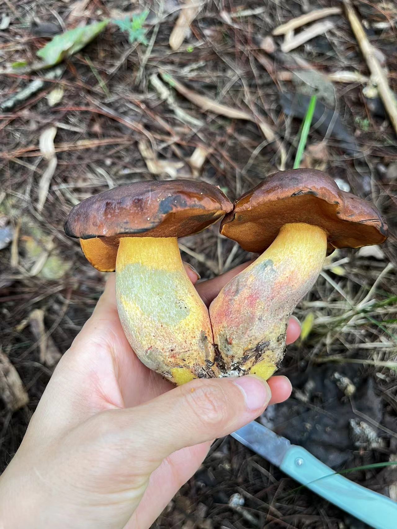 窄孢兰茂牛肝菌