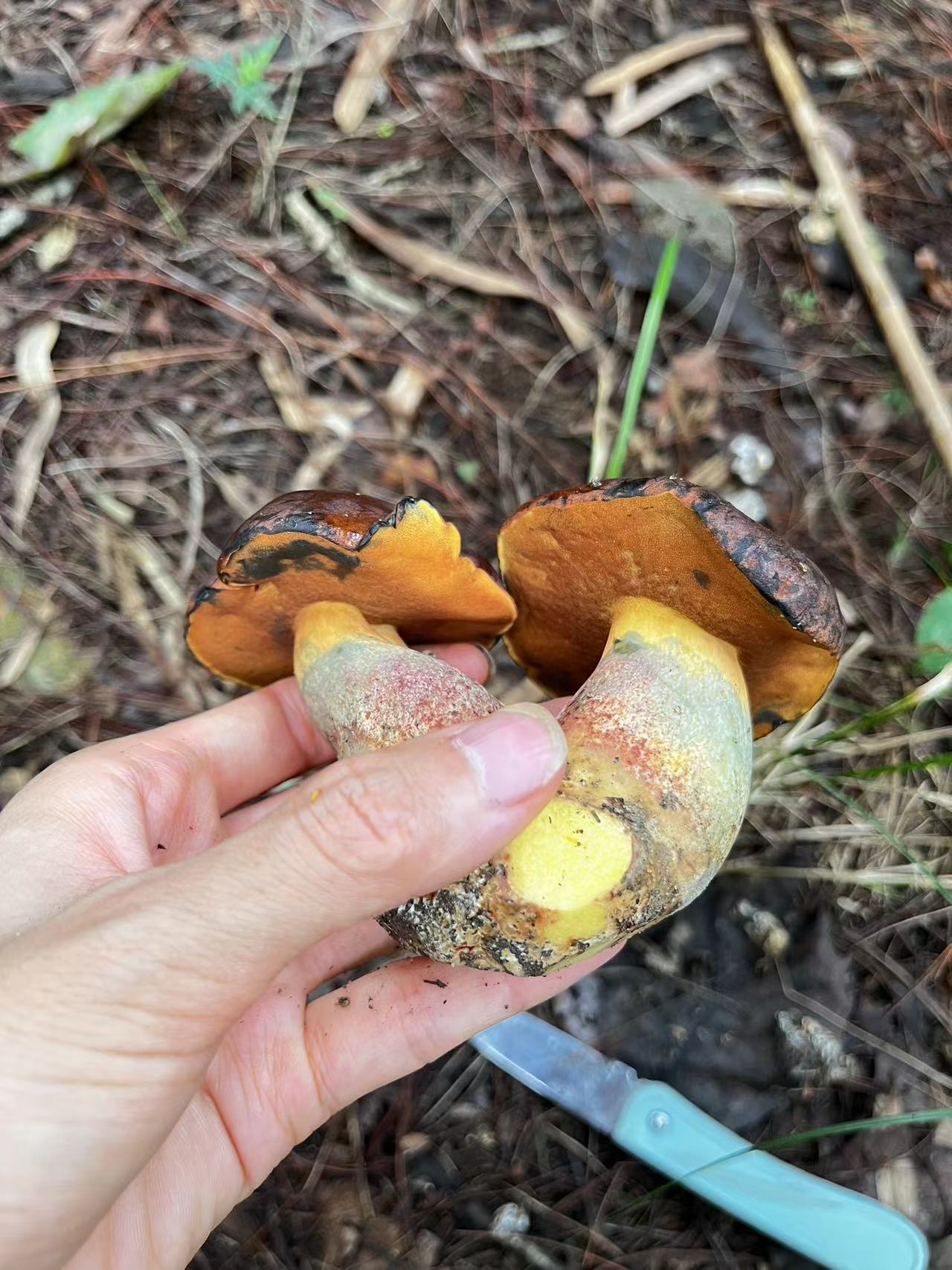 窄孢兰茂牛肝菌