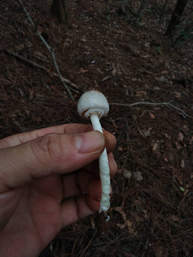 有多个物种