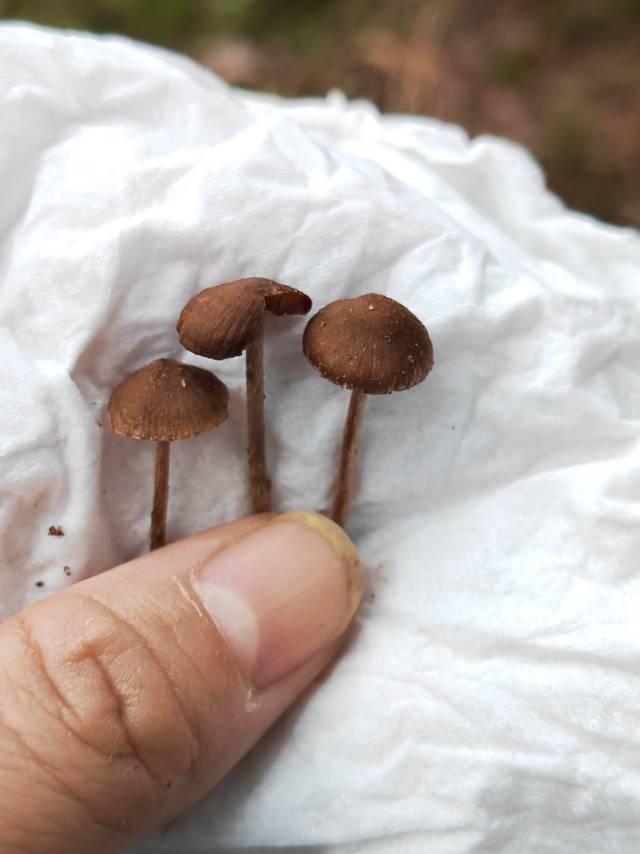 丝盖伞属