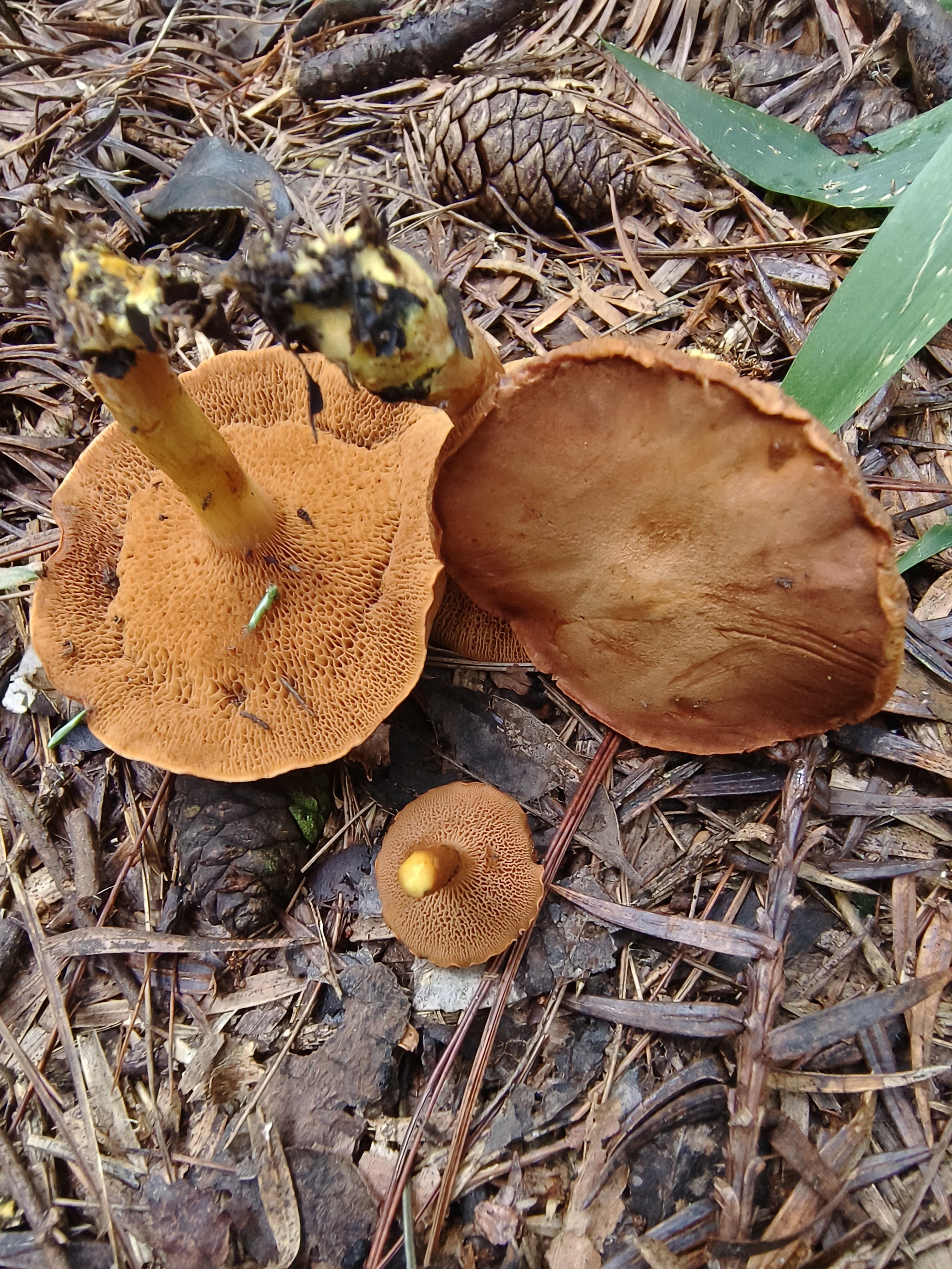 辐射孔辣牛肝菌