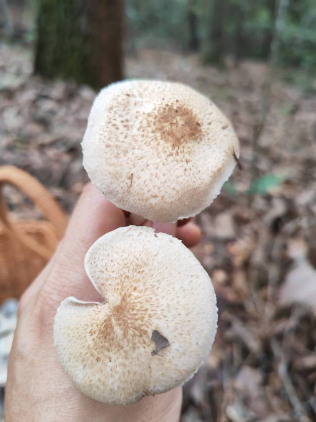 有多个物种