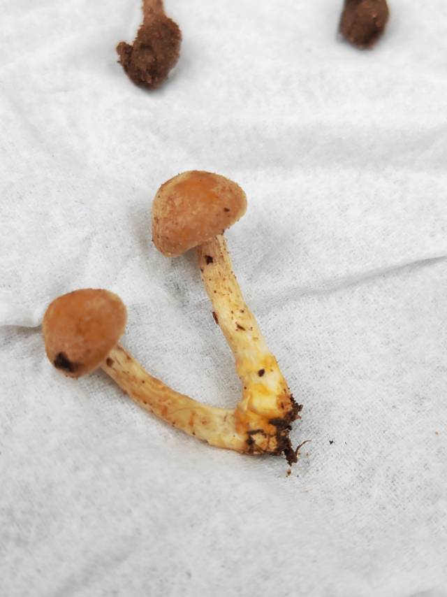 丝盖伞属