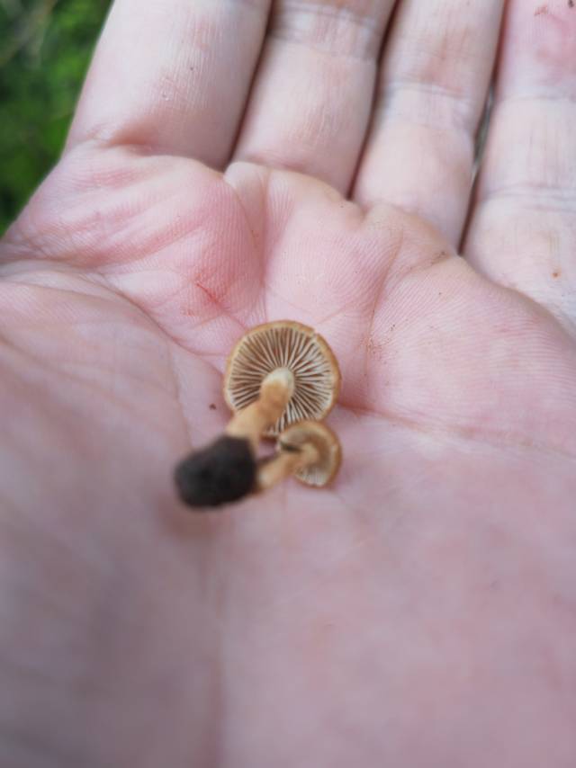 丝盖伞属