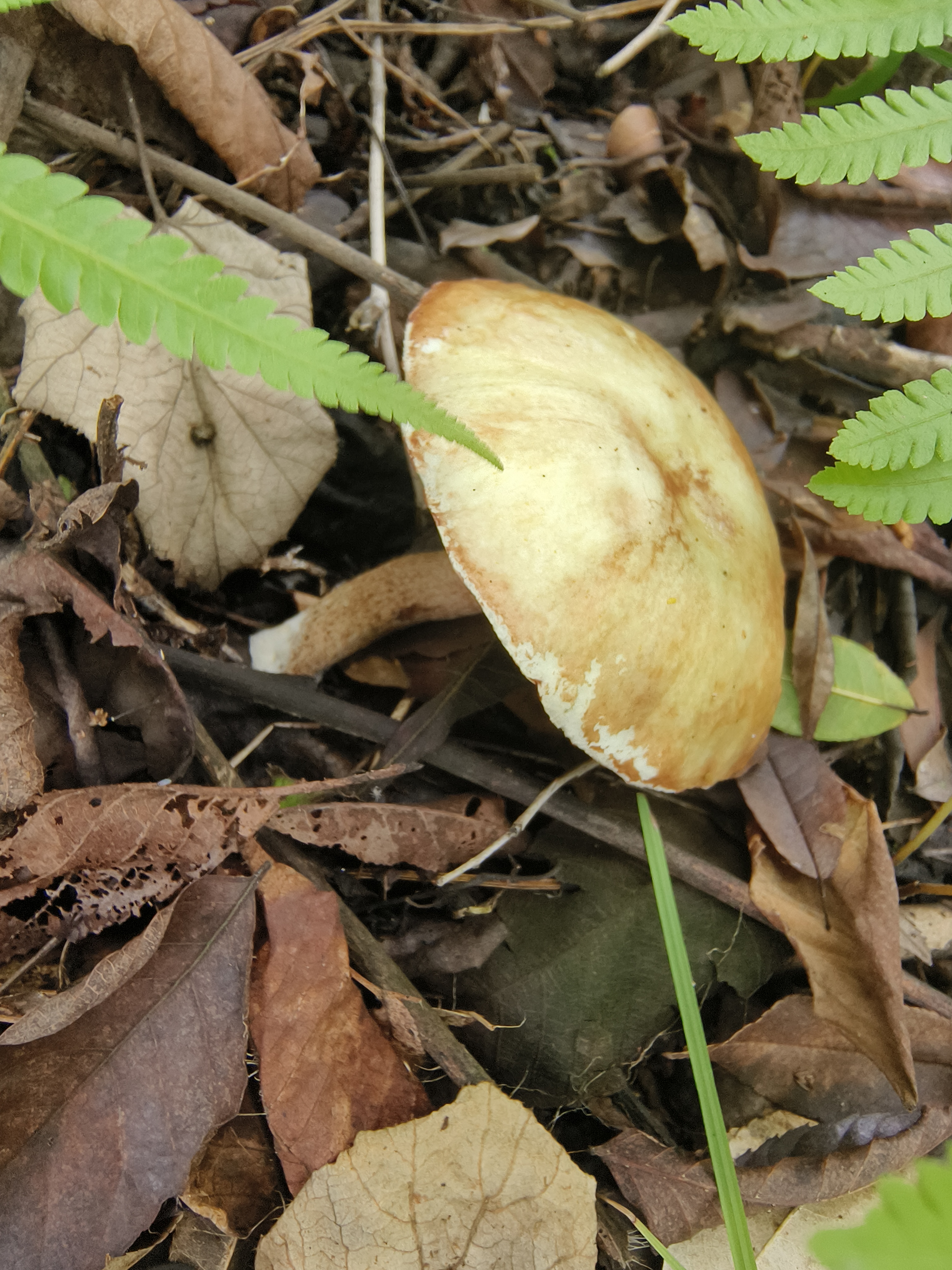 松林乳牛肝菌