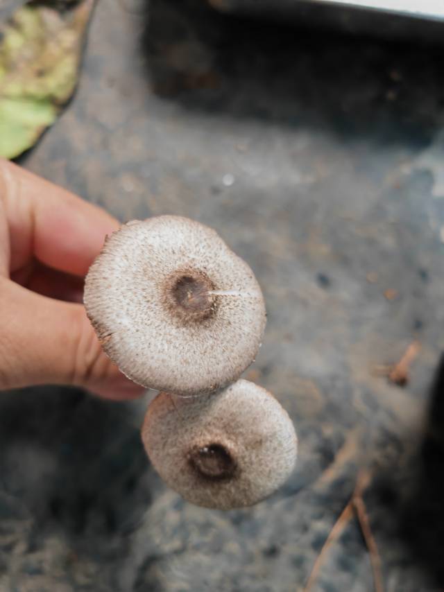 有多个物种