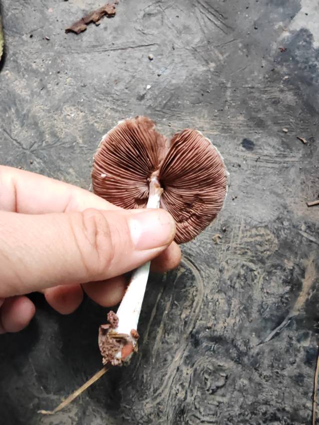 有多个物种