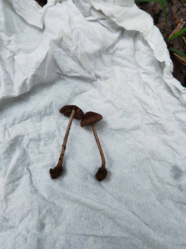 丝盖伞属