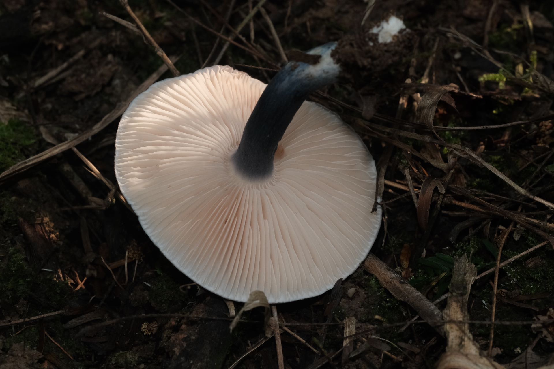 糙孢粉褶蓝盖菇