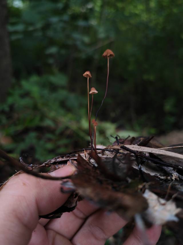 干小皮伞