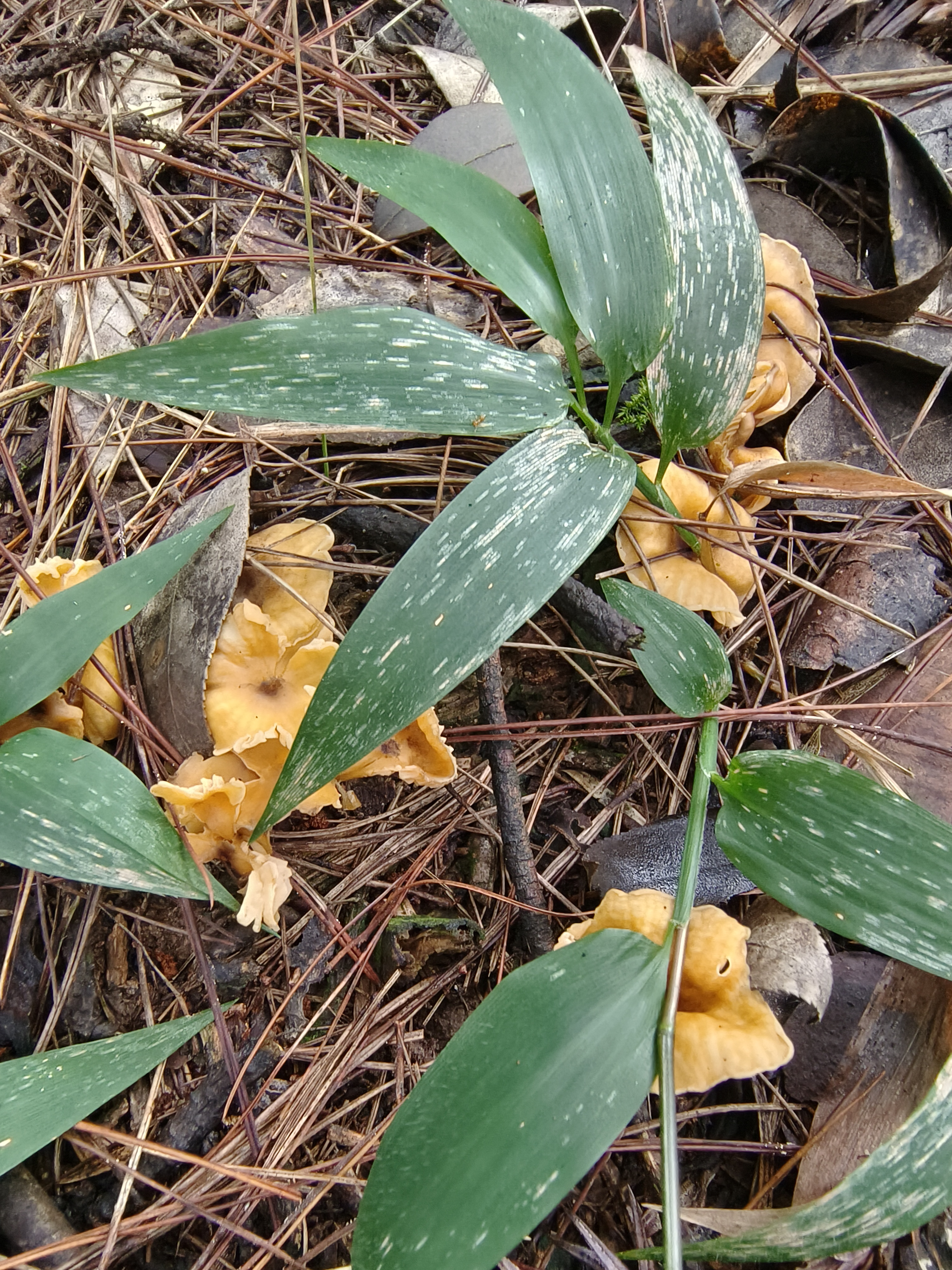 华南鸡油菌