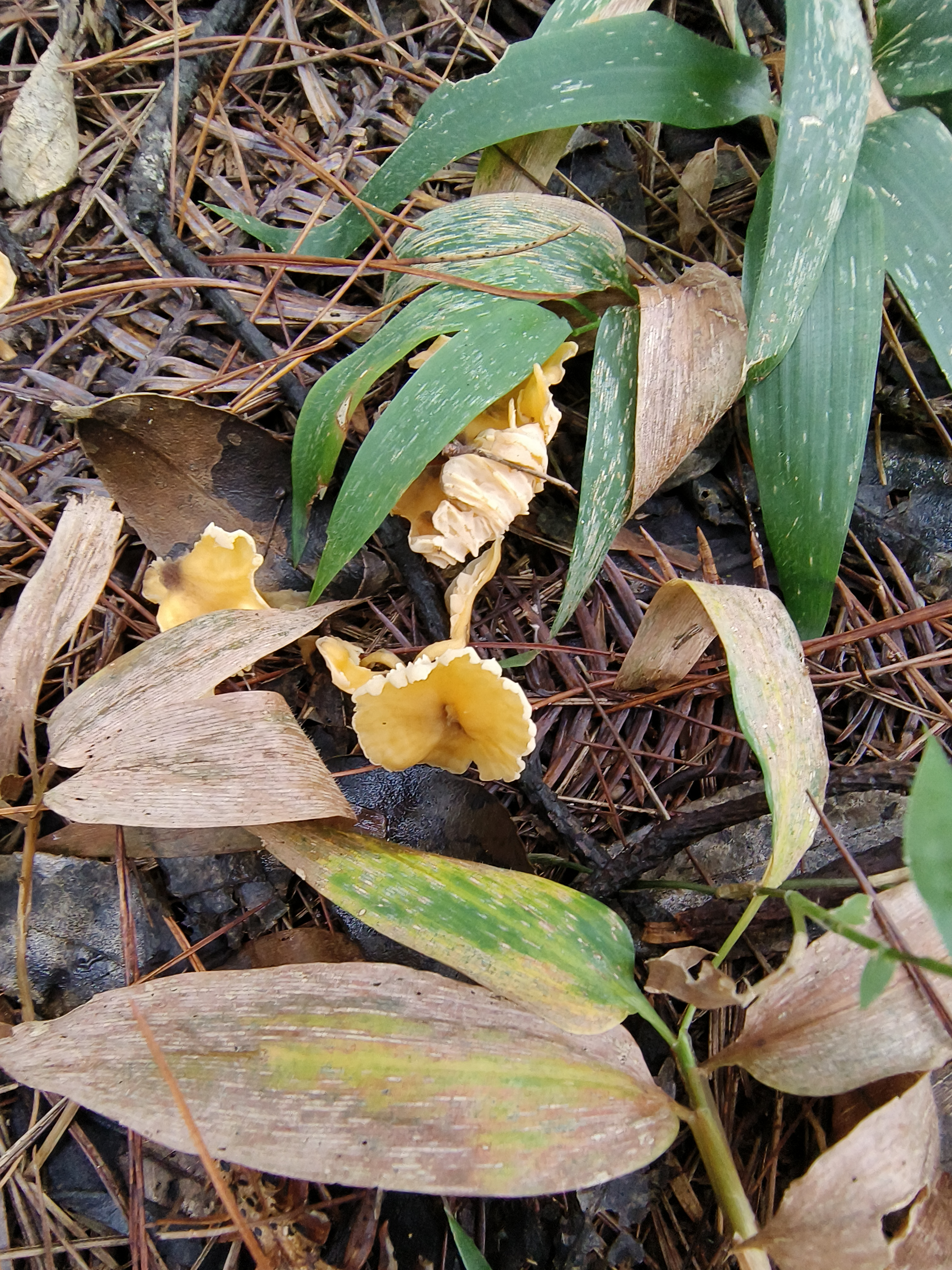 华南鸡油菌