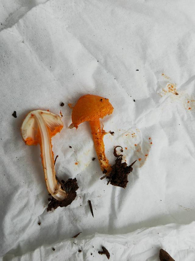 硫色蘑菇