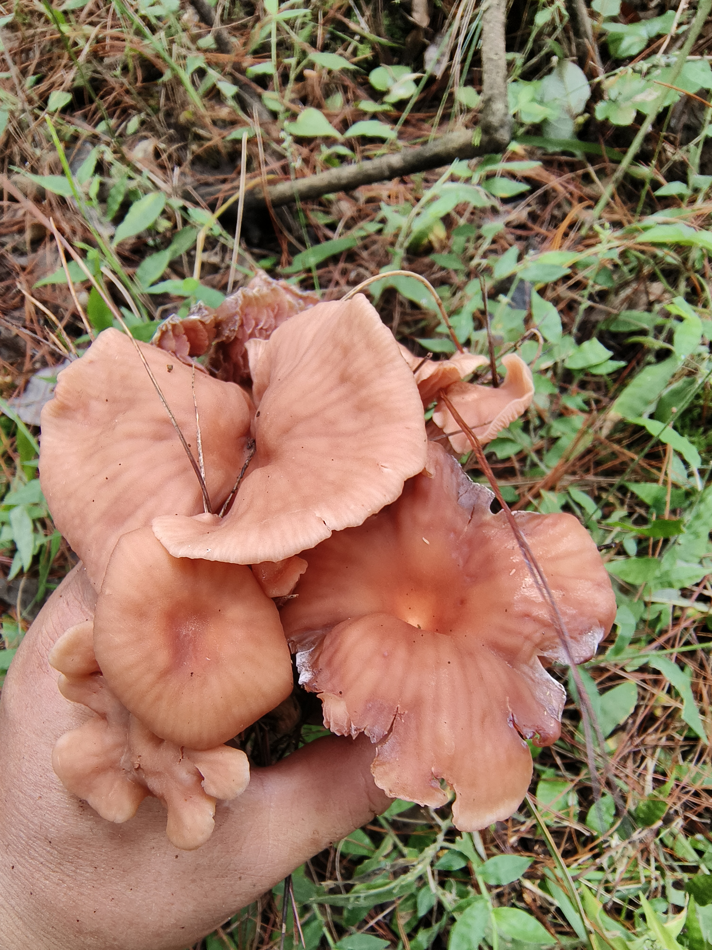 红蜡蘑
