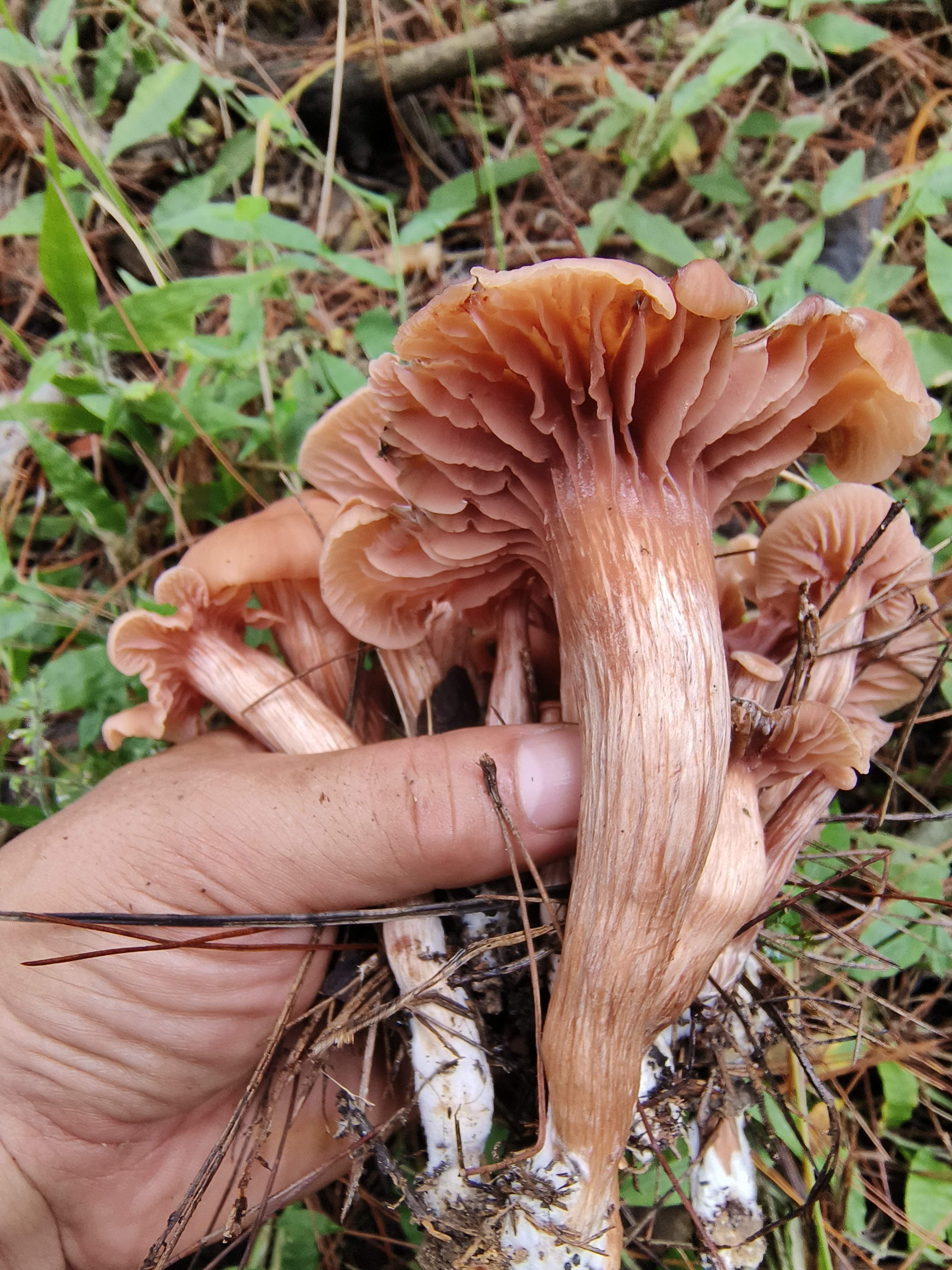 红蜡蘑
