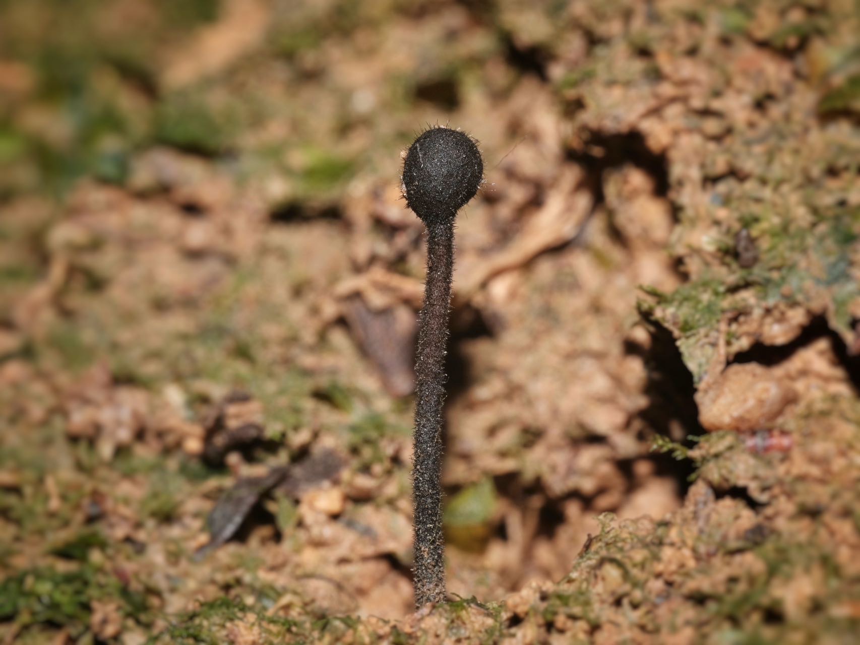 地舌菌科 疑似新种