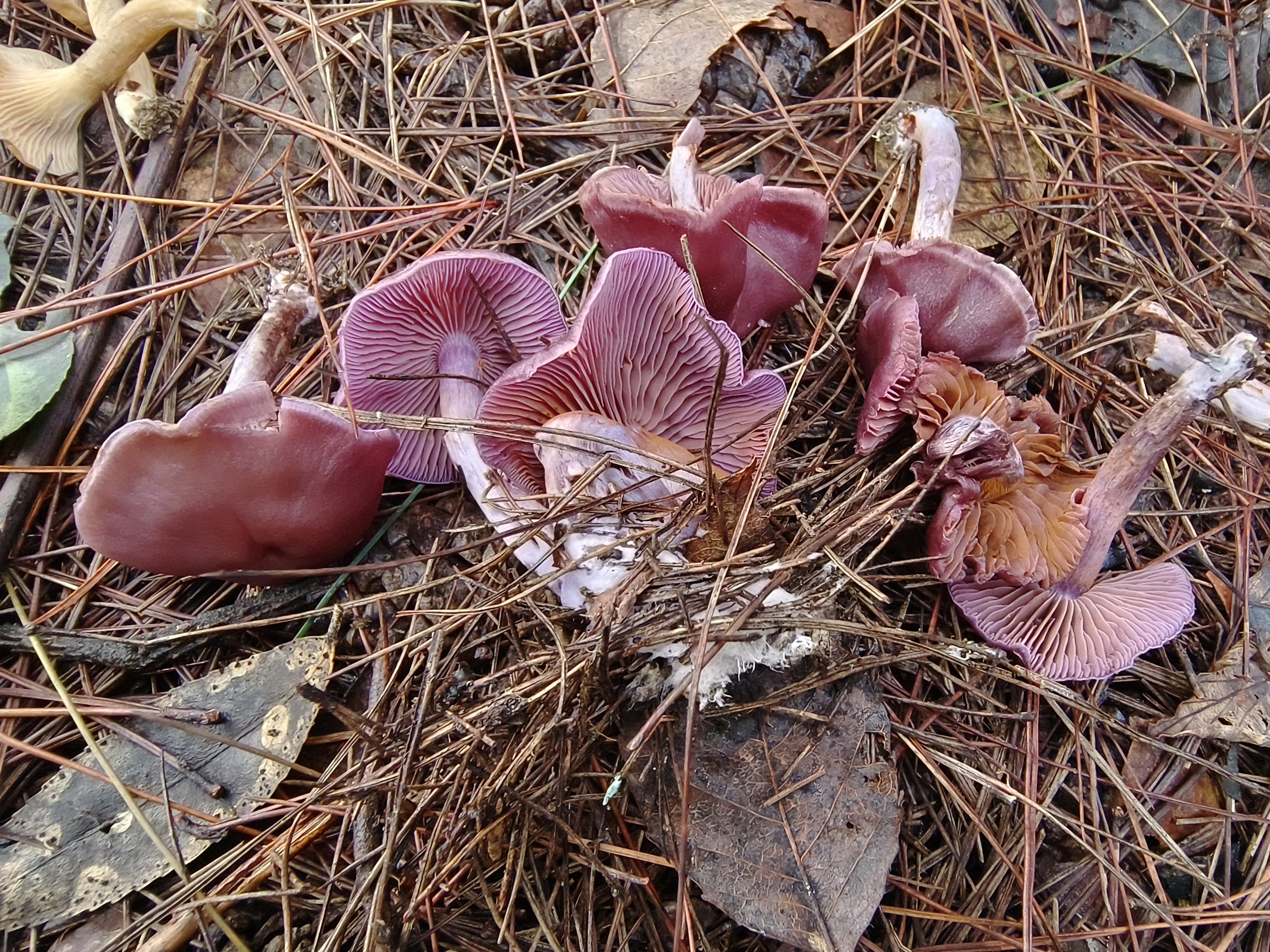 李玉丝膜菌
