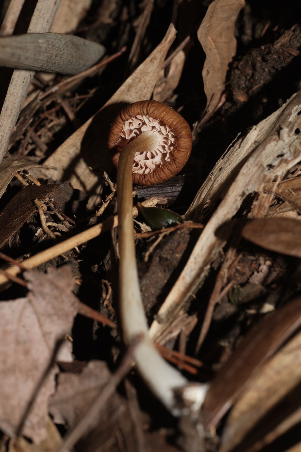 粉褶菌