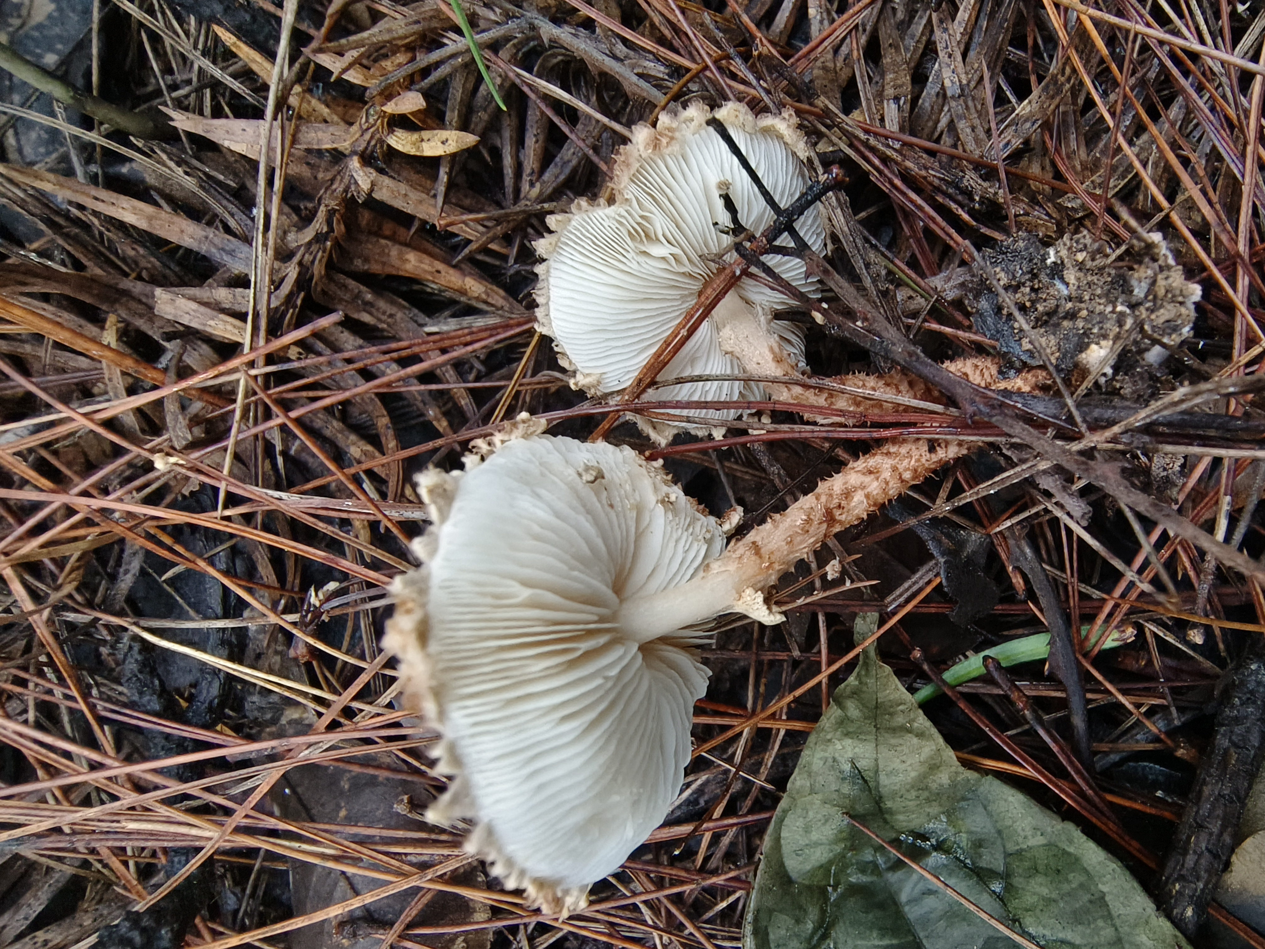 环柄菇属