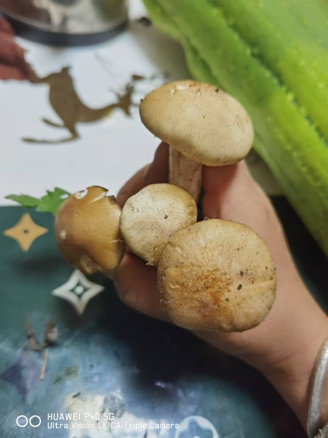 肉色香蘑