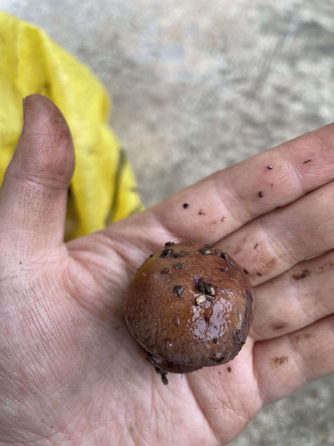 丝膜菌属