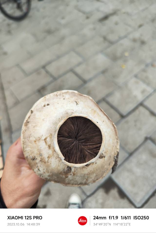 大肥蘑菇