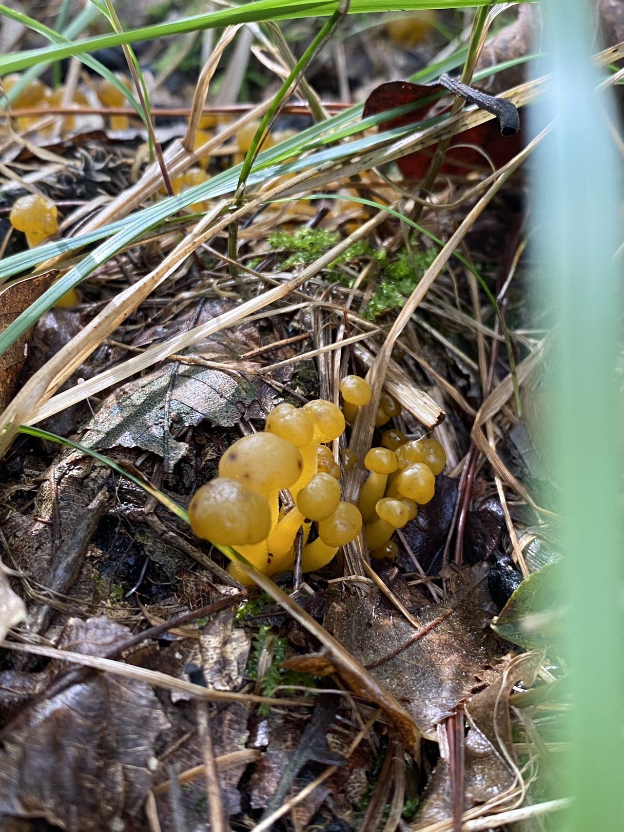 润滑锤舌菌